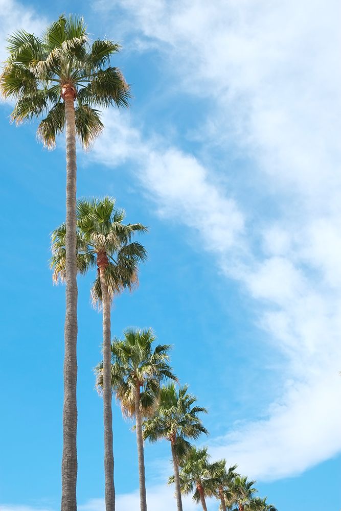Marbella, Spain. Palm trees and clouds
